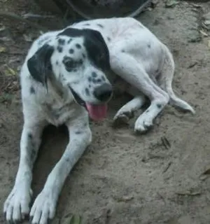 Cachorro raça Dálmata idade 6 ou mais anos nome MAX