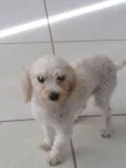 desconhecido