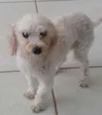 desconhecido