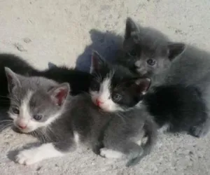 Gato raça  idade 2 a 6 meses nome Jhow - Frajola - Fu