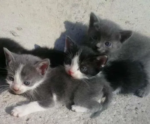 Gato ra a  idade 2 a 6 meses nome Jhow - Frajola - Fu
