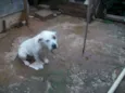 Thotk