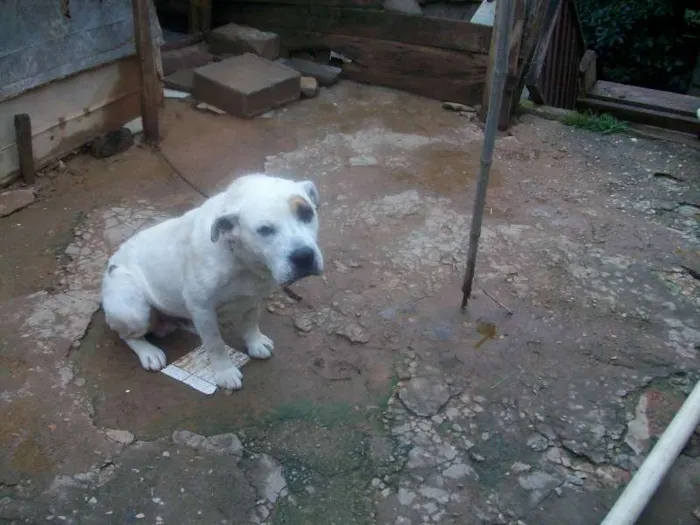 Cachorro ra a Pit-Bull idade 2 anos nome Thotk