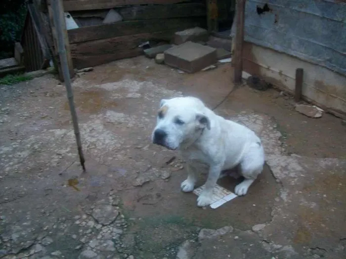 Cachorro ra a Pit-Bull idade 2 anos nome Thotk