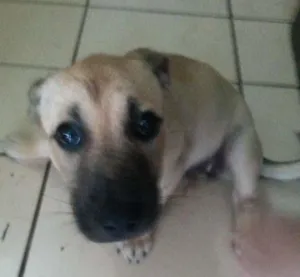 Cachorro raça desconhecida idade Abaixo de 2 meses nome Laica
