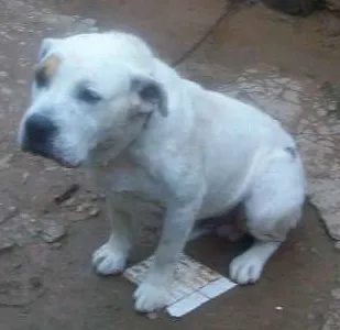 Cachorro ra a Pit-Bull idade 2 anos nome Thotk