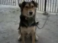 Totó