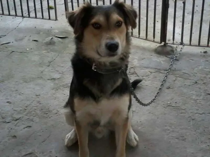 Cachorro ra a SRD idade 1 ano nome Totó