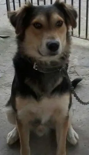 Cachorro raça SRD idade 1 ano nome Totó