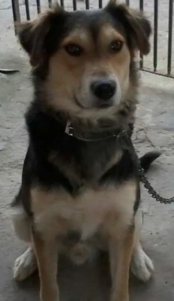 Cachorro ra a SRD idade 1 ano nome Totó