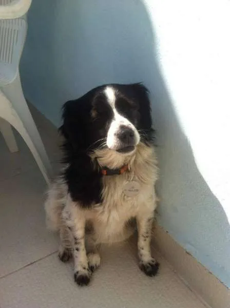 Cachorro ra a SRD idade 5 anos nome Grili