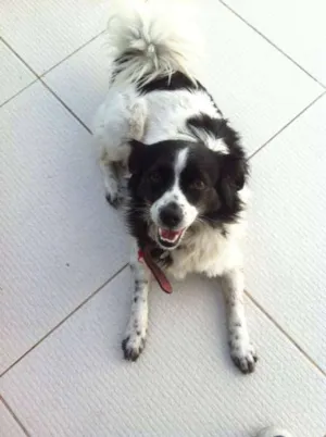 Cachorro raça SRD idade 5 anos nome Grili
