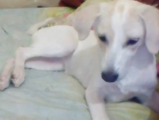 Cachorro raça Vira Lata idade 2 a 6 meses nome Mel