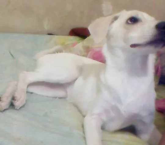 Cachorro raça Vira Lata idade 2 a 6 meses nome Mel