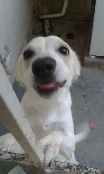 Cachorro raça Vira Lata idade 2 a 6 meses nome Mel