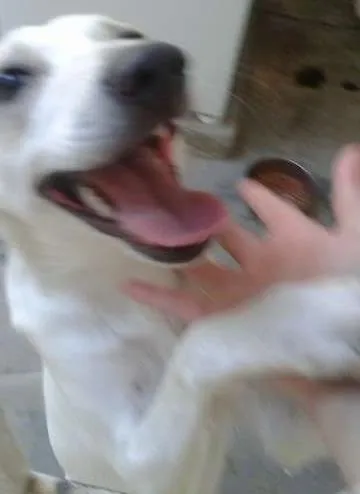 Cachorro raça Vira Lata idade 2 a 6 meses nome Mel