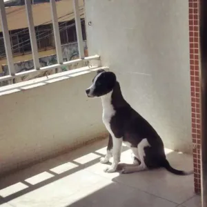 Cachorro raça SRD idade 2 a 6 meses nome Bela