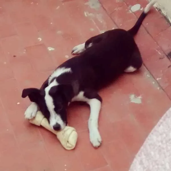 Cachorro raça SRD idade 2 a 6 meses nome Bela