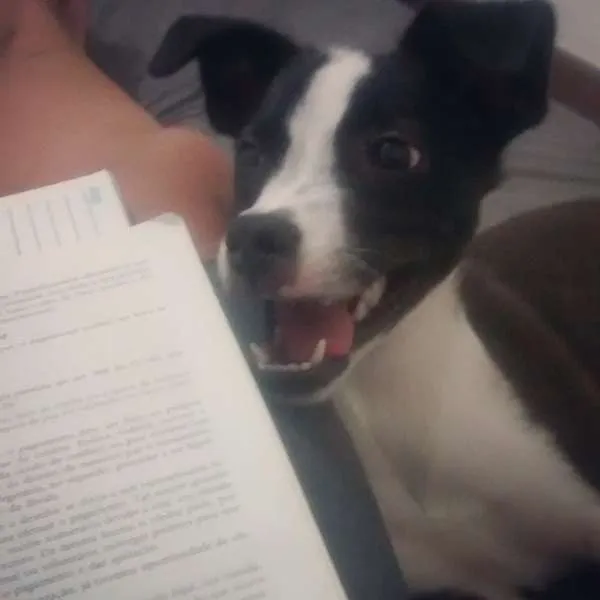 Cachorro raça SRD idade 2 a 6 meses nome Bela