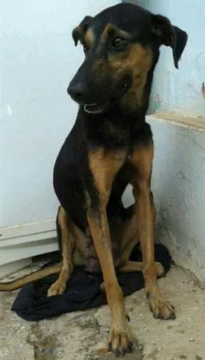 Cachorro raça Vira Lata idade 2 anos nome Pretinha