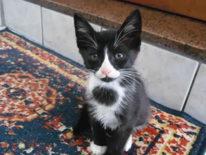 Gato ra a Pelo curto brasileiro idade Abaixo de 2 meses nome Lindinha, Florzinha