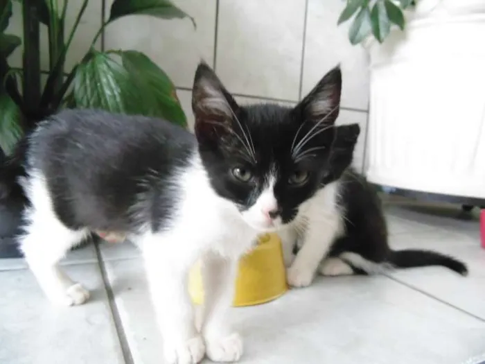 Gato ra a Pelo curto brasileiro idade Abaixo de 2 meses nome Lindinha, Florzinha