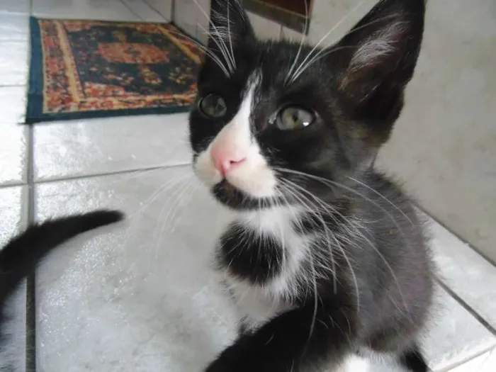 Gato ra a Pelo curto brasileiro idade Abaixo de 2 meses nome Lindinha, Florzinha