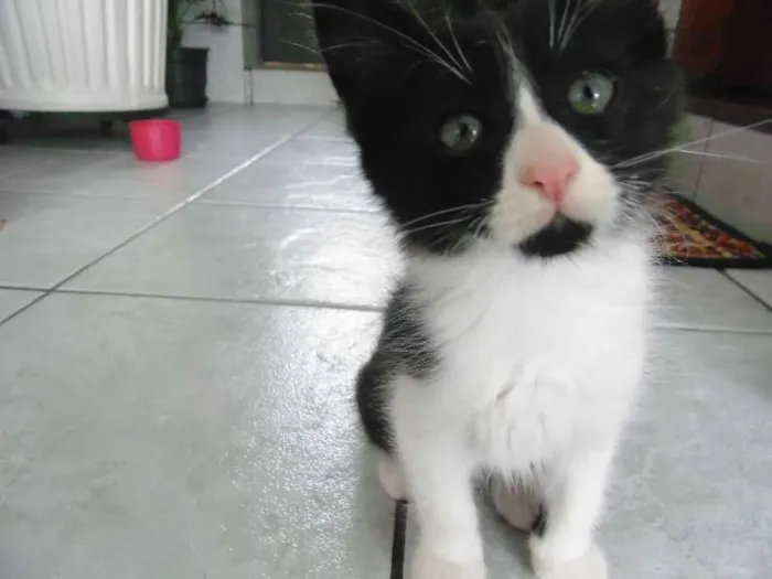 Gato ra a Pelo curto brasileiro idade Abaixo de 2 meses nome Lindinha, Florzinha