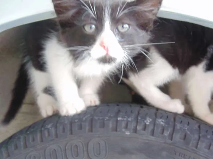 Gato ra a Pelo curto brasileiro idade Abaixo de 2 meses nome Lindinha, Florzinha