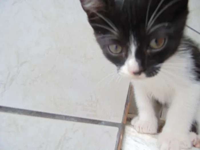 Gato ra a Pelo curto brasileiro idade Abaixo de 2 meses nome Lindinha, Florzinha