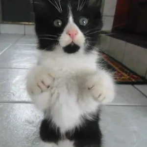 Gato raça Pelo curto brasileiro idade Abaixo de 2 meses nome Lindinha, Florzinha