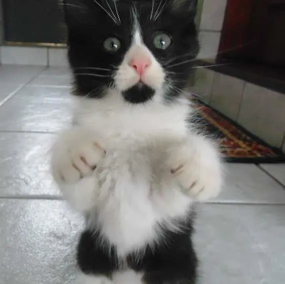 Gato ra a Pelo curto brasileiro idade Abaixo de 2 meses nome Lindinha, Florzinha