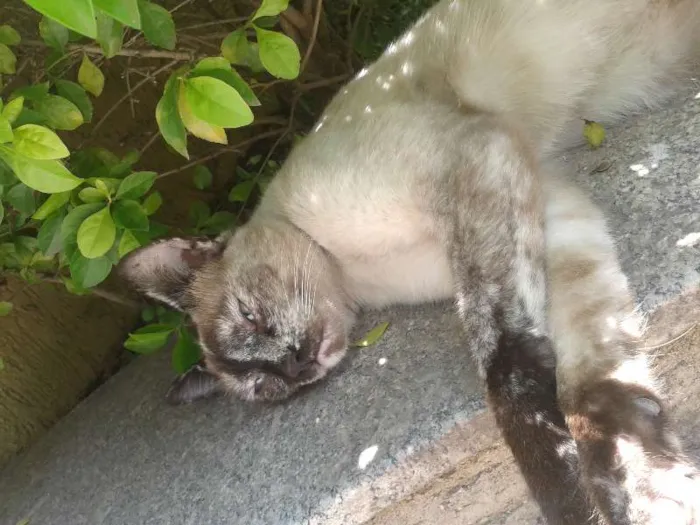 Gato ra a  idade 2 a 6 meses nome Label