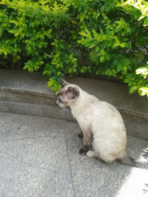Gato ra a  idade 2 a 6 meses nome Label