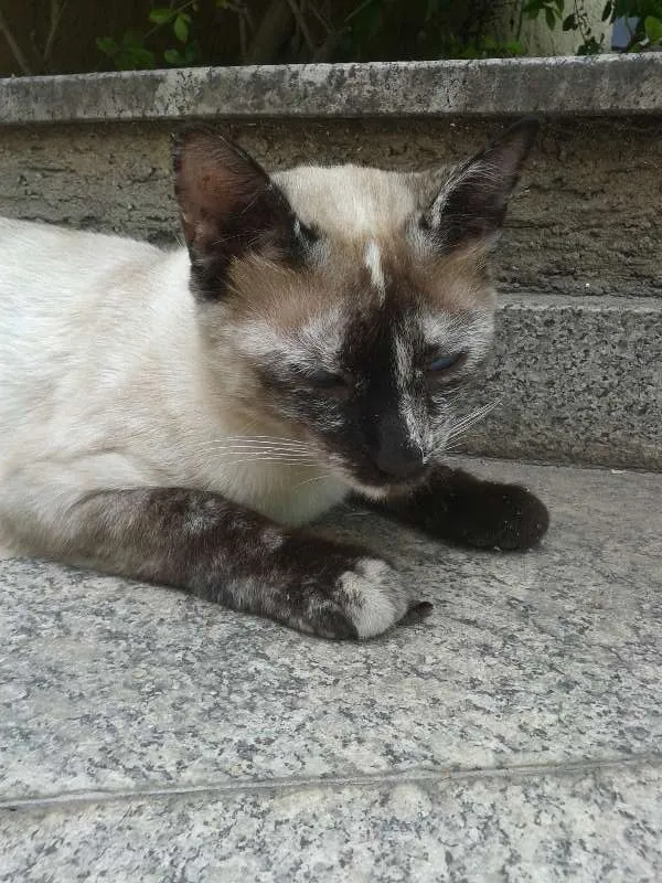 Gato ra a  idade 2 a 6 meses nome Label