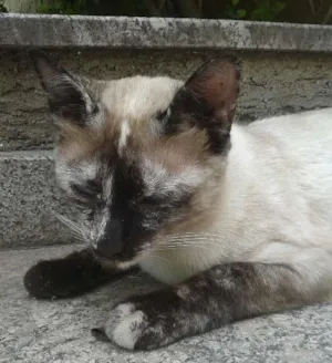 Gato raça  idade 2 a 6 meses nome Label