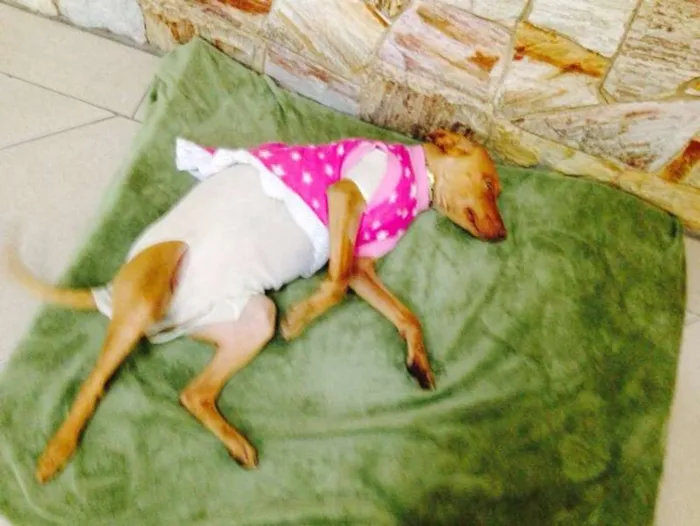 Cachorro ra a SRD idade 1 ano nome Olivia