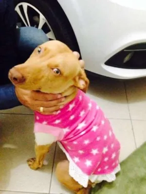 Cachorro raça SRD idade 1 ano nome Olivia