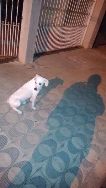 Cachorro ra a Vira-Lata idade 2 anos nome Shawlin