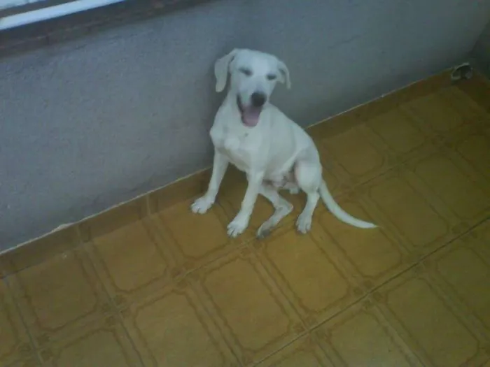 Cachorro ra a Vira-Lata idade 2 anos nome Shawlin