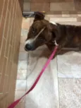 Lindo machinho