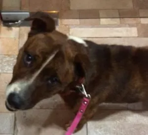 Cachorro raça SRD idade  nome Lindo machinho