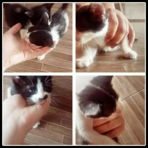 Gato raça Não sei identificar. idade Abaixo de 2 meses nome Não teem nome ainda.