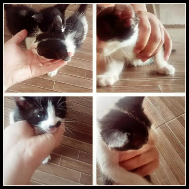 Gato ra a Não sei identificar. idade Abaixo de 2 meses nome Não teem nome ainda.