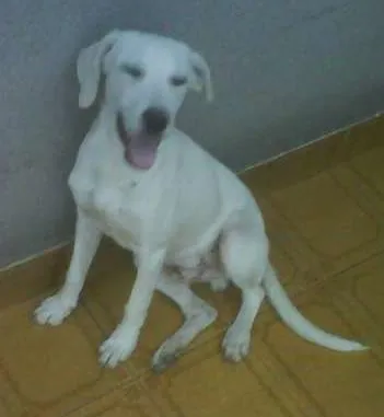 Cachorro ra a Vira-Lata idade 2 anos nome Shawlin