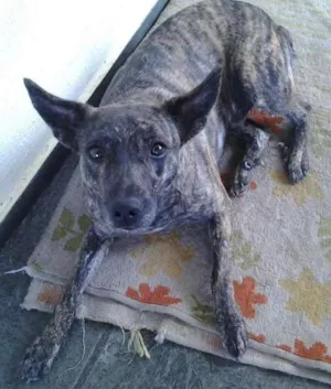 Cachorro raça SRD idade 2 anos nome Simba