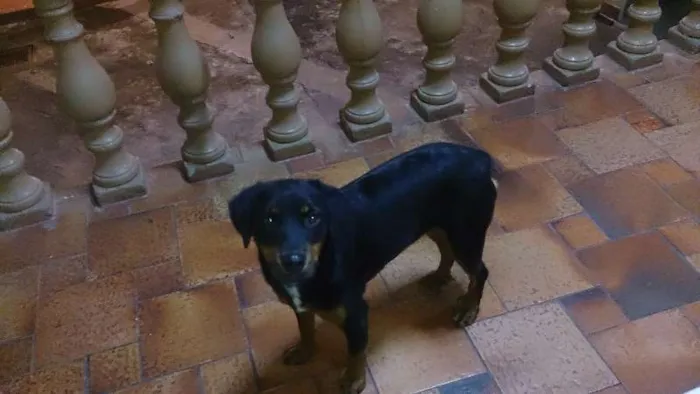Cachorro raça Não definida idade 1 ano nome Nina
