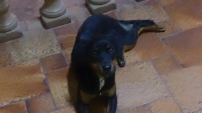 Cachorro raça Não definida idade 1 ano nome Nina