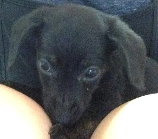 Cachorro ra a Basset-Cofap idade Abaixo de 2 meses nome Sem nome