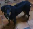 Nina